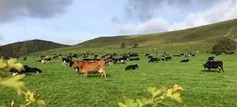 Cows and the Weavers